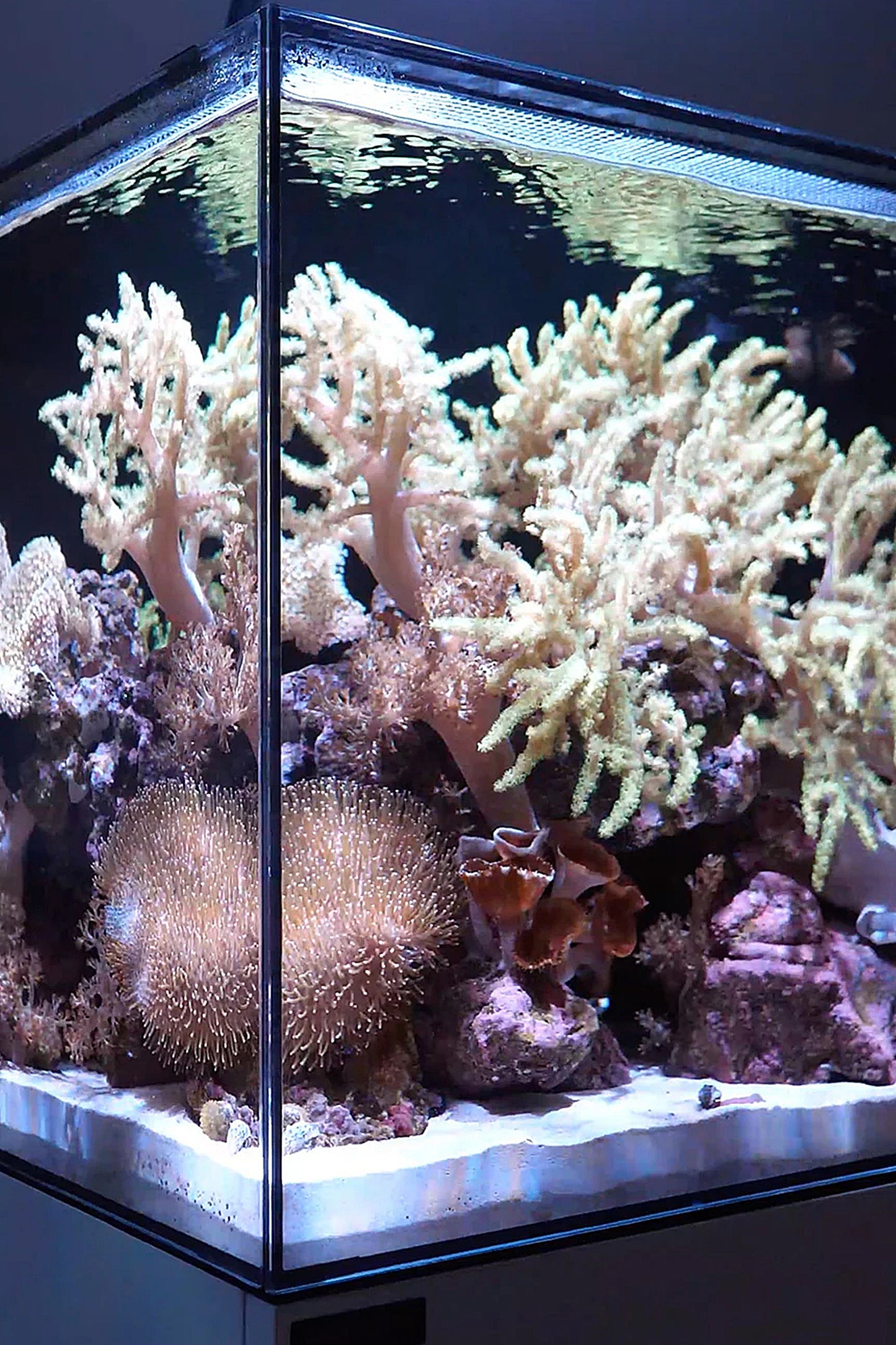 WATERBOX - Nuevo Acuario AIO 35.2 con mueble Negro de 125 litros