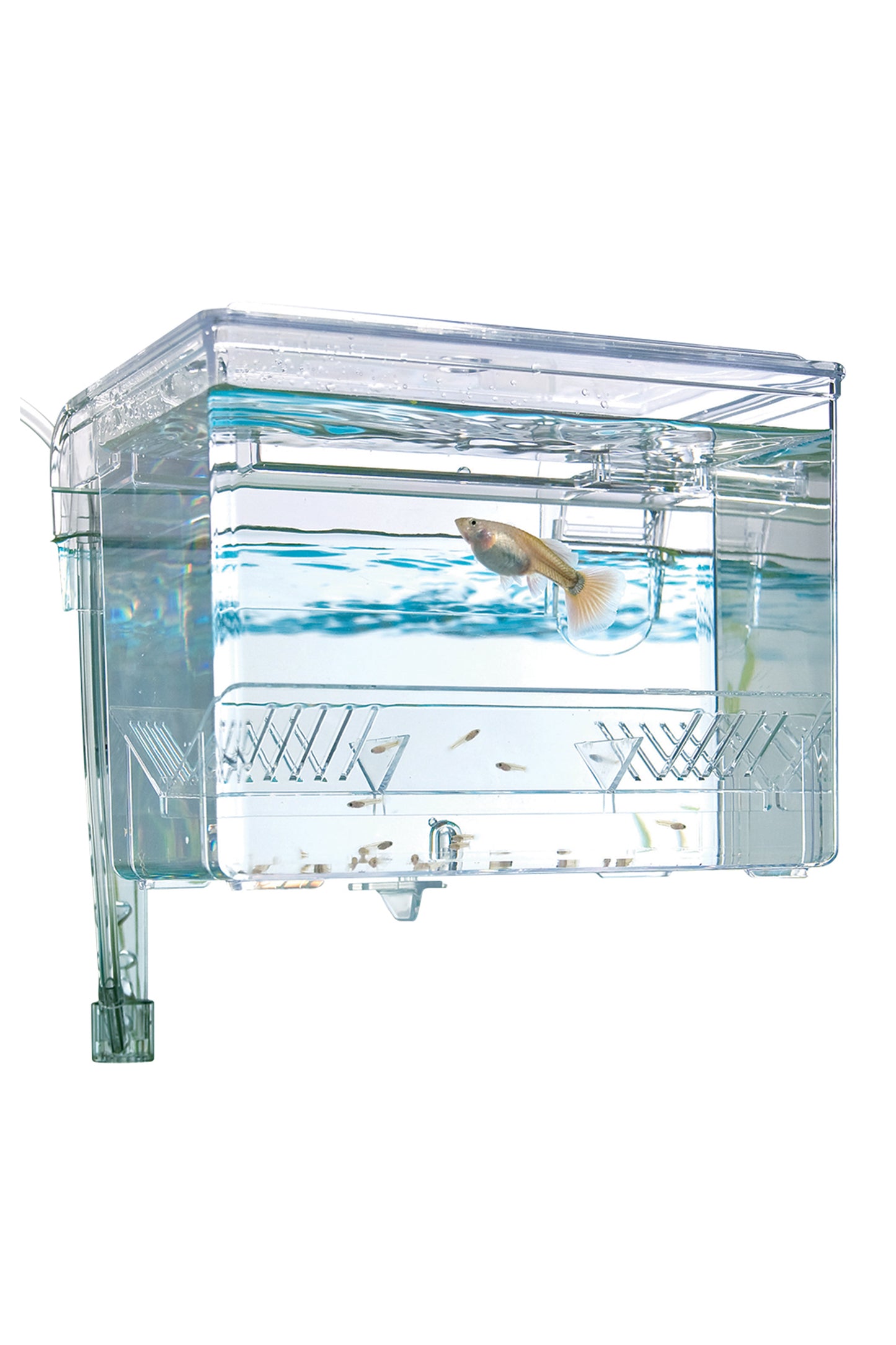 Fluval - Zuchtbox M - 1,1 L