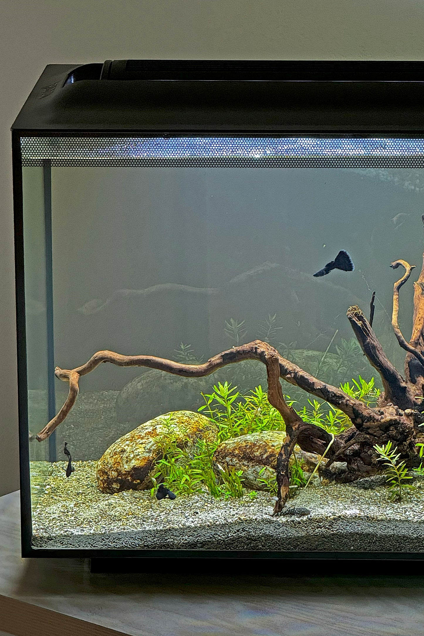 Fluval - Spec Nano Acuario Negro, 60L