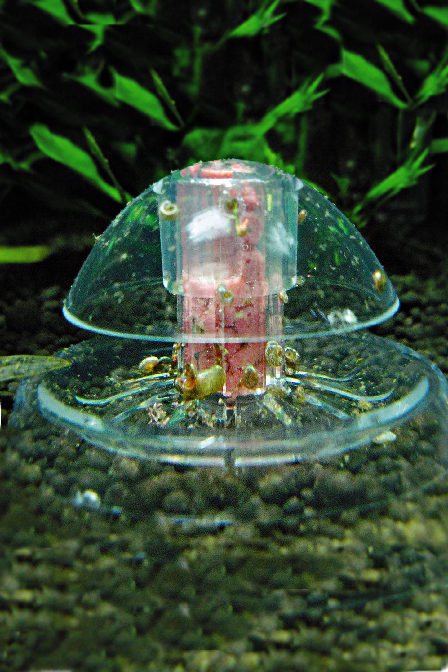 Trampa para Caracoles