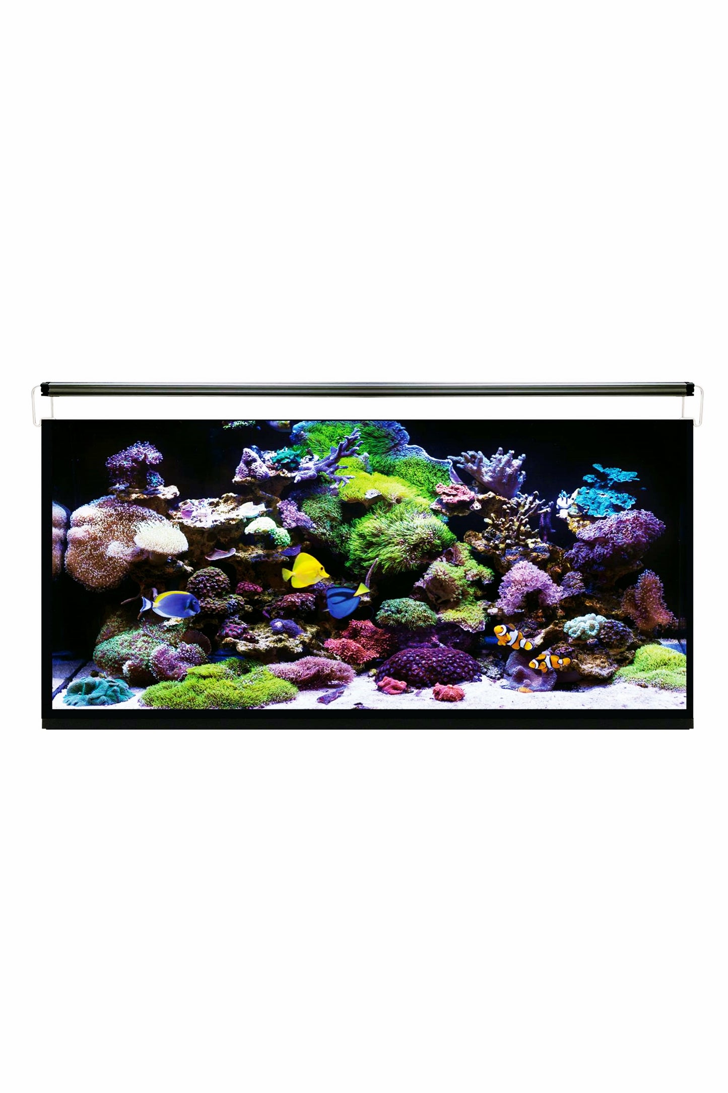 AquaOcean Hydra Meeresaquarium 240 Liter