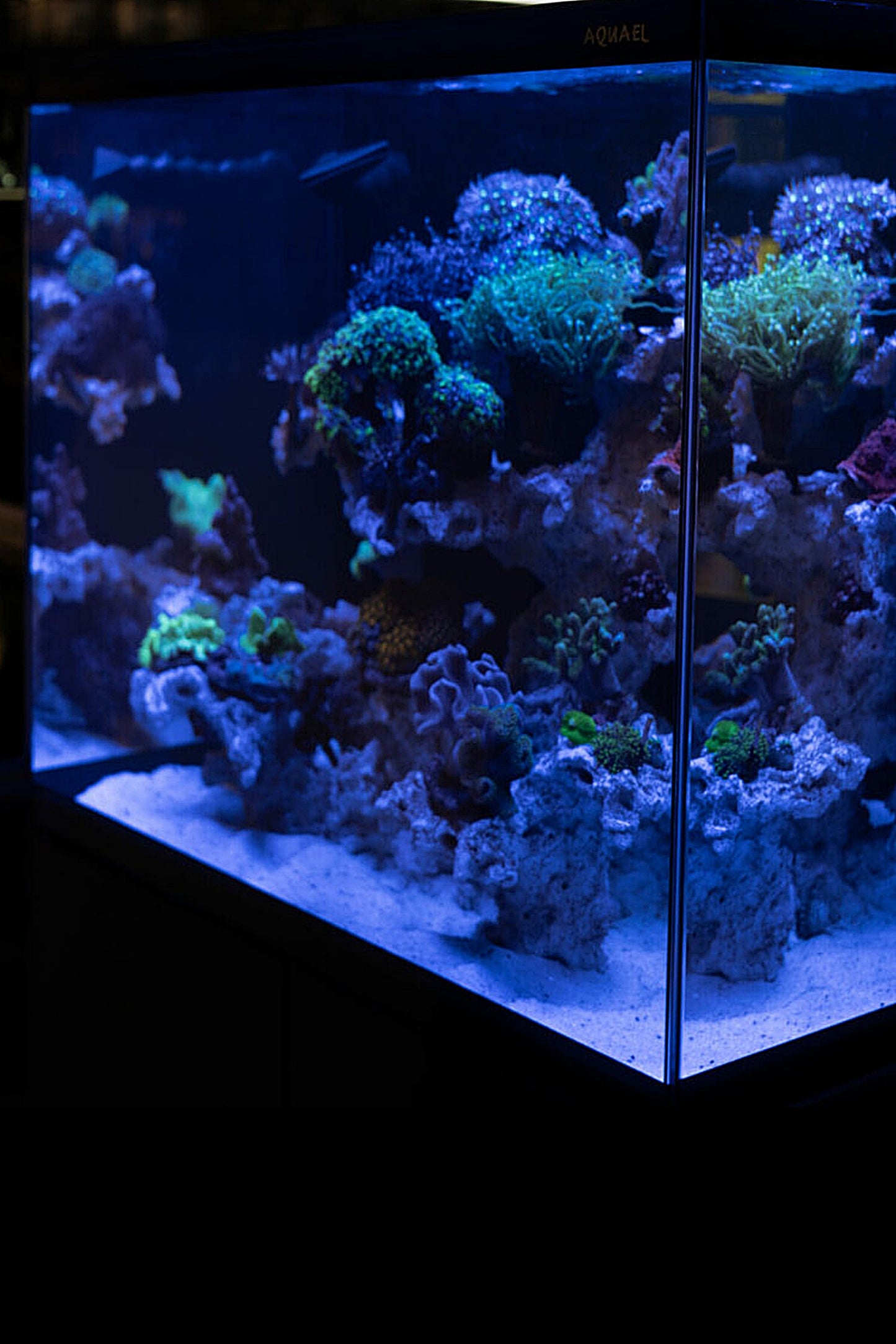 Acuario GLOSSY MARINE 60 de 170 litros con mueble negro