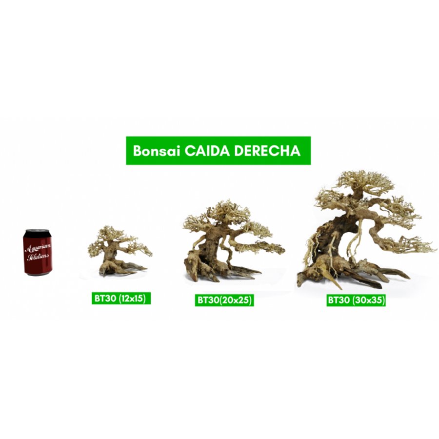 BONSAQUA - Bonsai Caida Derecha - Bt30 - 12x15 APROx.