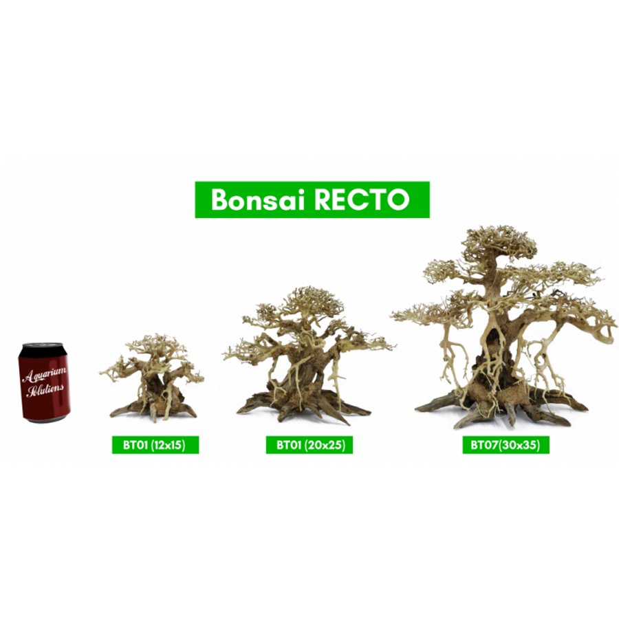 BONSAQUA - Bonsai Recto - Bt01 - 12x15 APROx.