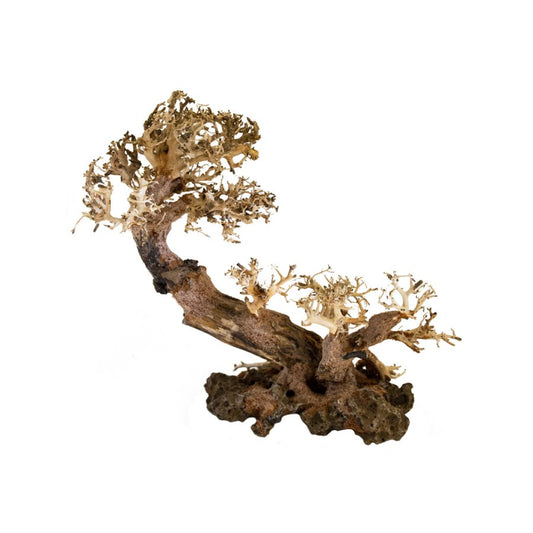 BONSAQUA - Bonsai Multi Tronco - Bt43 - 20x25Cm APROx.