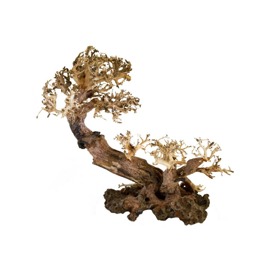 BONSAQUA - Bonsai Multi Tronco - Bt43 - 30x35Cm APROx.