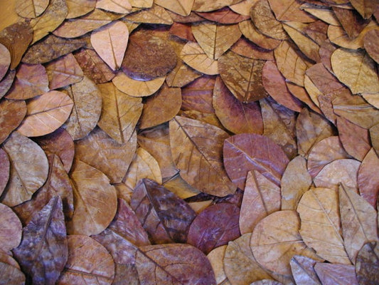 BONSAQUA - Hojas de Terminalia Catappa (10 Hojas de 15/20 Cm. 20 gr. Apx.)