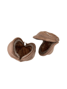 BONSAQUA - Sterculia Pod - unidad