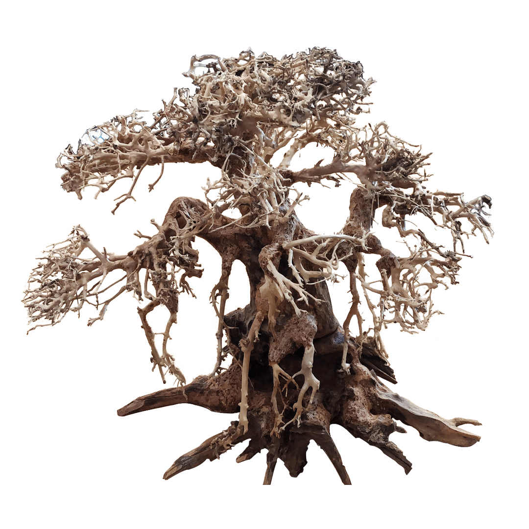 BONSAQUA - Bonsai Recto - Bt01 - 12x15 APROx.