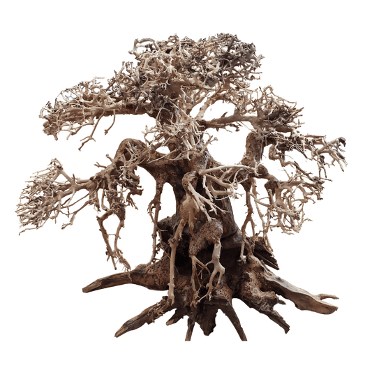 BONSAQUA - Bonsai Recto - Bt01 - 12x15 APROx.