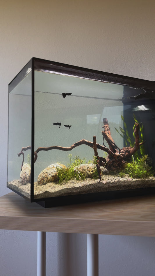 Fluval - Spec Nano Acuario Negro, 60L